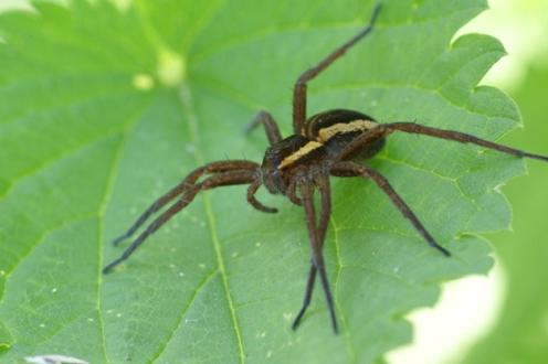 Picture 3 of Strange lifestyles of spiders