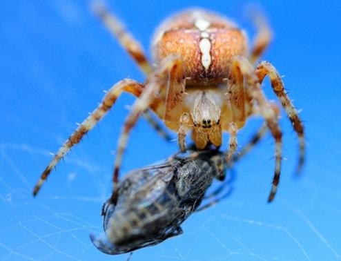Picture 4 of Strange lifestyles of spiders