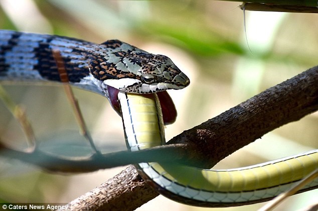 Picture 1 of Strange little known about snakes