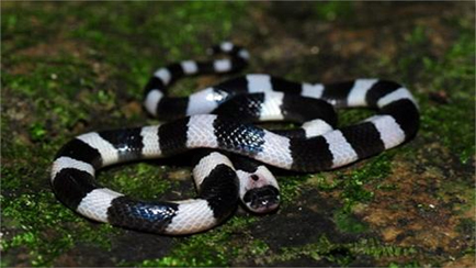 Picture 2 of Strange little known about snakes