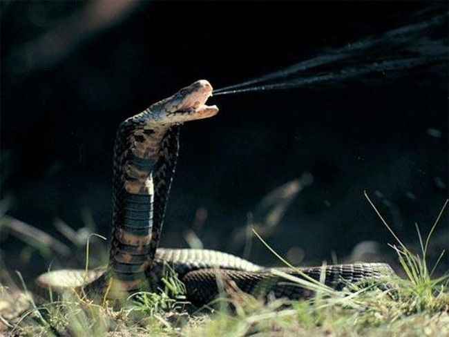 Picture 4 of Strange little known about snakes