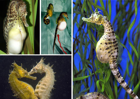 Picture 3 of Strange males know to lay in the animal world