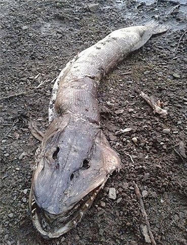 Picture 1 of Strange 'monsters' once threatened the British people