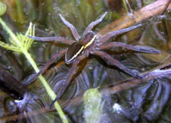 Picture 5 of Strange 'monsters' once threatened the British people