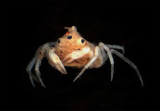 Picture 4 of Strange mutant creatures