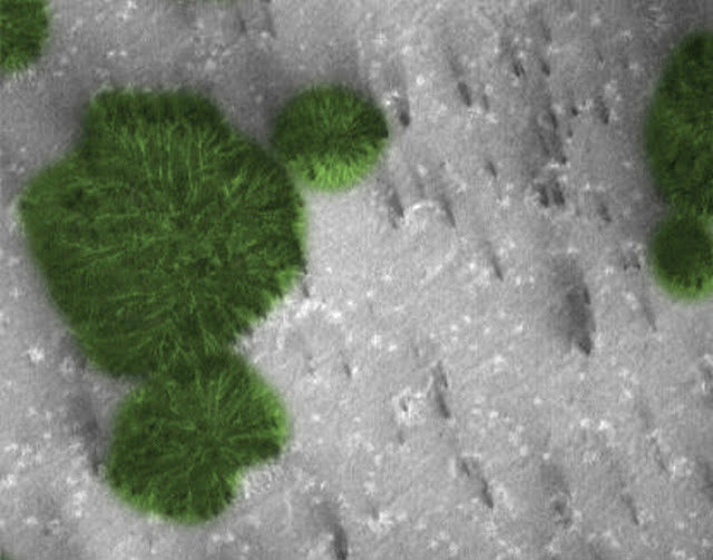 Picture 1 of Strange objects such as green leaf sheath on Mars startling