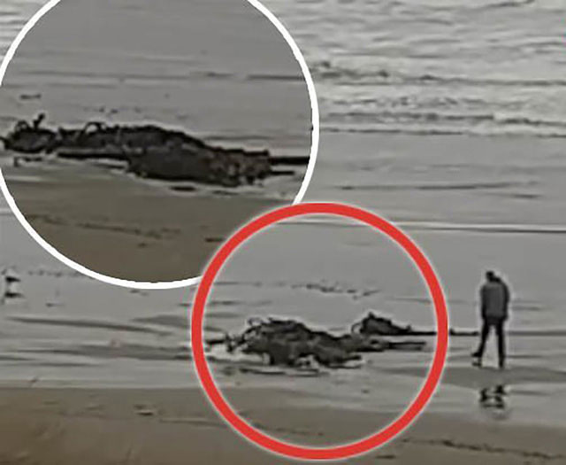Picture 1 of Strange objects suspected of being sea monsters appeared on the US coast