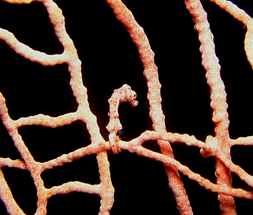 Picture 10 of Strange of the world's smallest animals
