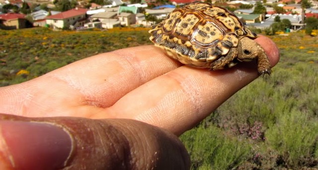Picture 11 of Strange of the world's smallest animals