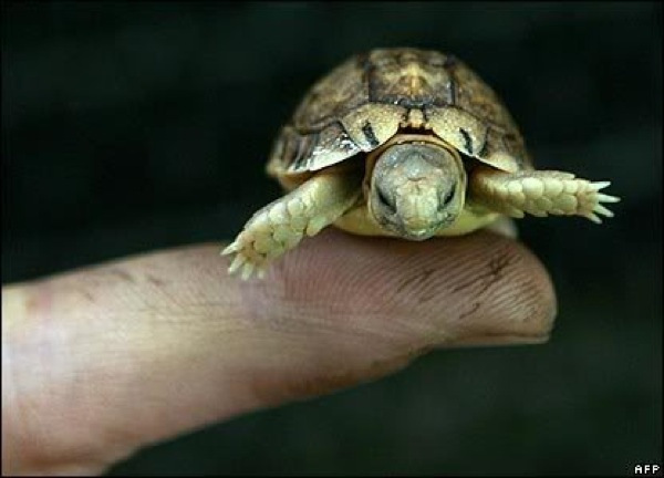 Picture 12 of Strange of the world's smallest animals