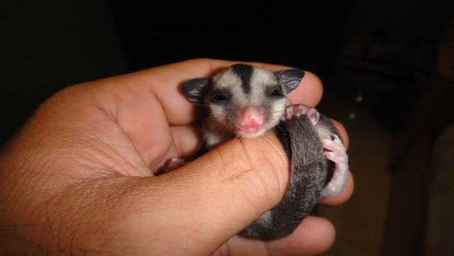 Picture 13 of Strange of the world's smallest animals