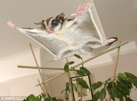 Picture 14 of Strange of the world's smallest animals