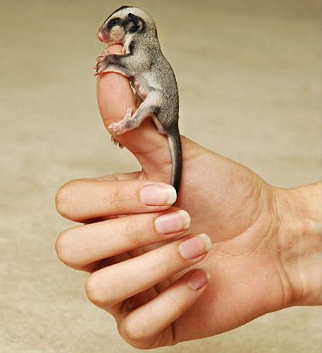 Picture 15 of Strange of the world's smallest animals