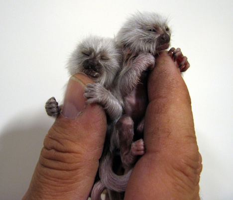 Picture 16 of Strange of the world's smallest animals