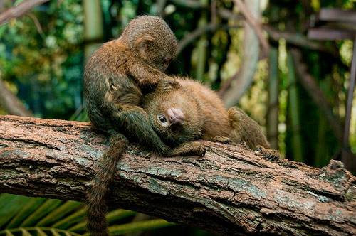 Picture 17 of Strange of the world's smallest animals