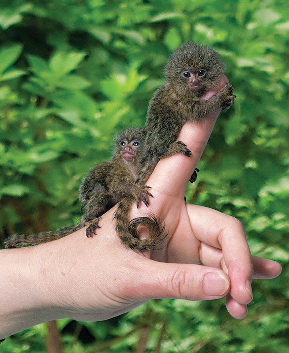 Picture 18 of Strange of the world's smallest animals
