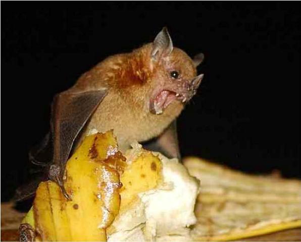 Picture 19 of Strange of the world's smallest animals
