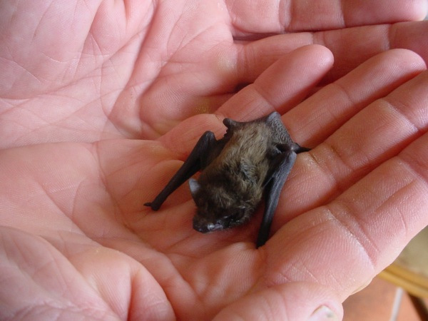 Picture 20 of Strange of the world's smallest animals