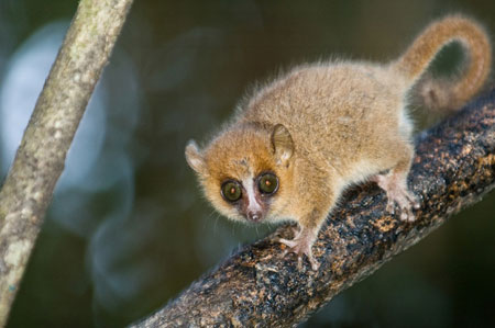 Picture 21 of Strange of the world's smallest animals