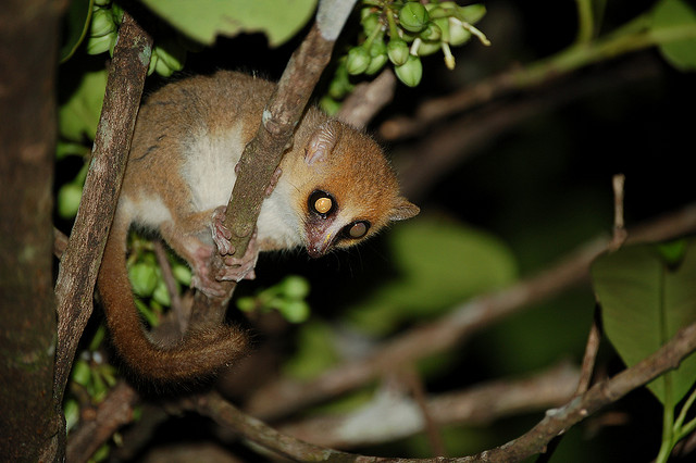 Picture 22 of Strange of the world's smallest animals
