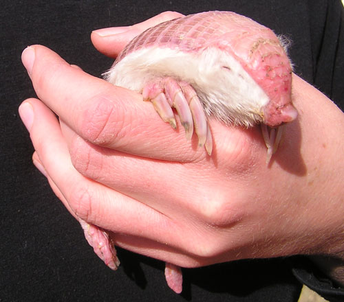 Picture 23 of Strange of the world's smallest animals