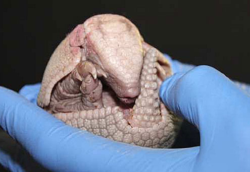 Picture 24 of Strange of the world's smallest animals