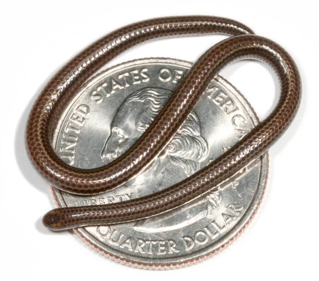 Picture 26 of Strange of the world's smallest animals