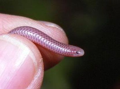 Picture 27 of Strange of the world's smallest animals