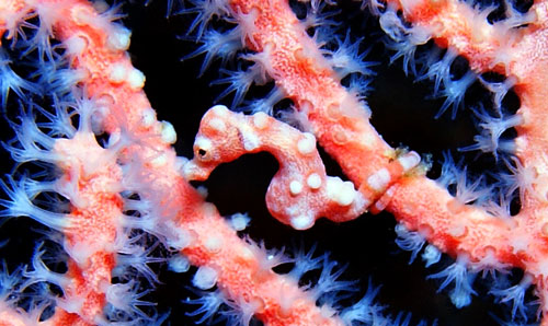 Picture 7 of Strange of the world's smallest animals