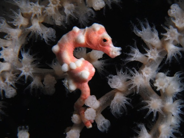 Picture 8 of Strange of the world's smallest animals
