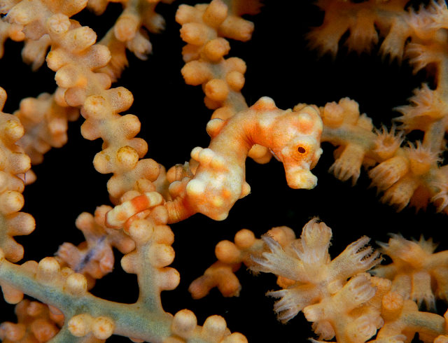 Picture 9 of Strange of the world's smallest animals