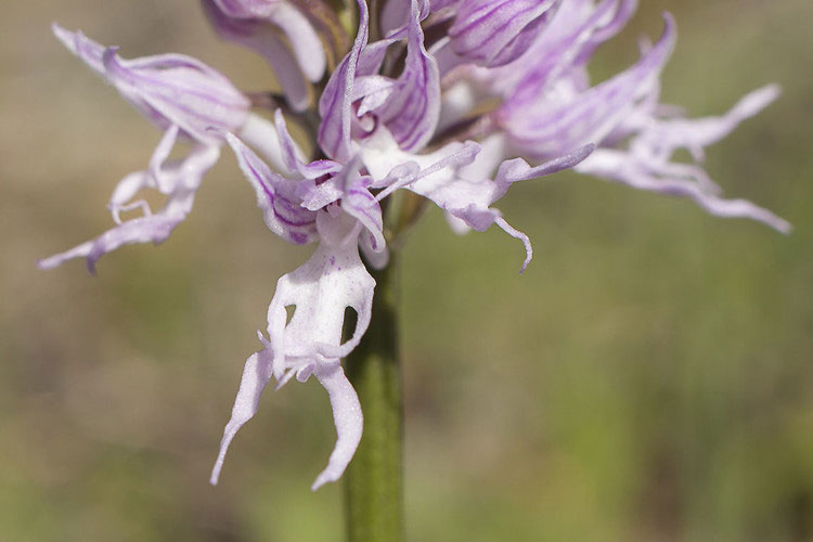 Picture 1 of Strange orchids, just looking embarrassed