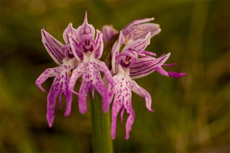 Picture 2 of Strange orchids, just looking embarrassed