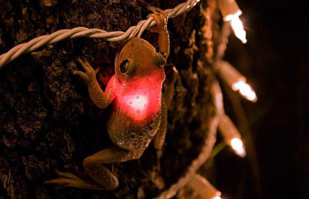 Picture 1 of Strange photos of animals