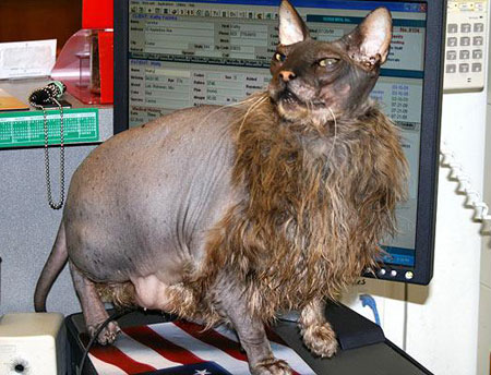 Picture 10 of Strange photos of animals