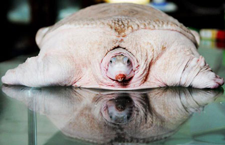 Picture 11 of Strange photos of animals