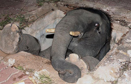 Picture 12 of Strange photos of animals