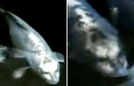 Picture 2 of Strange photos of animals