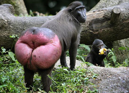 Picture 4 of Strange photos of animals