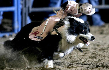 Picture 5 of Strange photos of animals