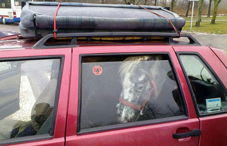 Picture 6 of Strange photos of animals
