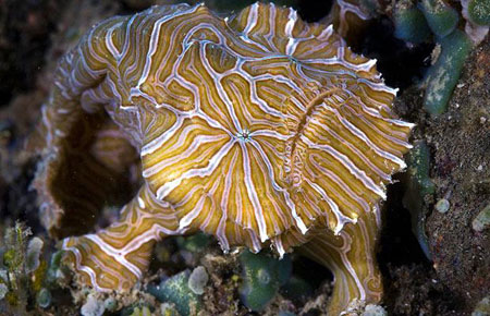 Picture 7 of Strange photos of animals