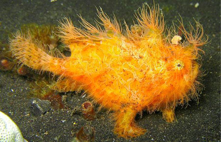 Picture 8 of Strange photos of animals