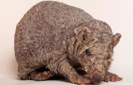Picture 9 of Strange photos of animals