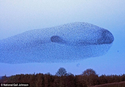 Picture 1 of Strange photos of winter starlings
