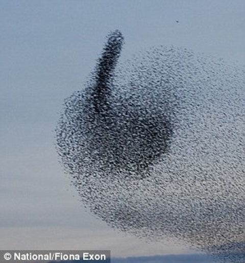 Picture 10 of Strange photos of winter starlings