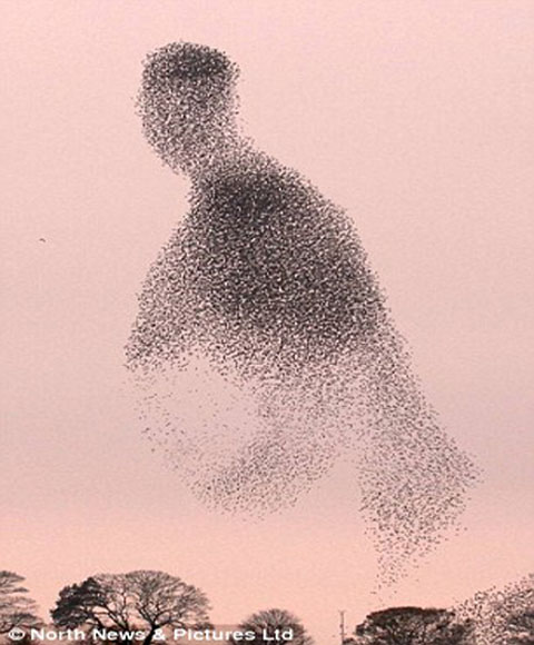 Picture 11 of Strange photos of winter starlings