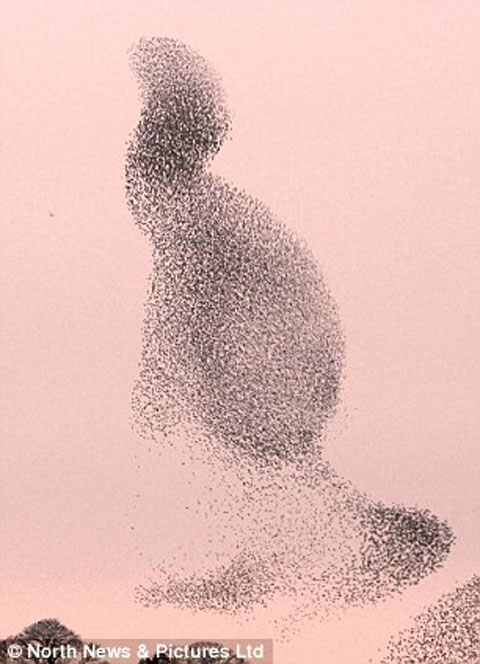 Picture 3 of Strange photos of winter starlings
