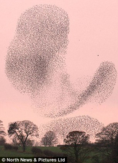 Picture 5 of Strange photos of winter starlings