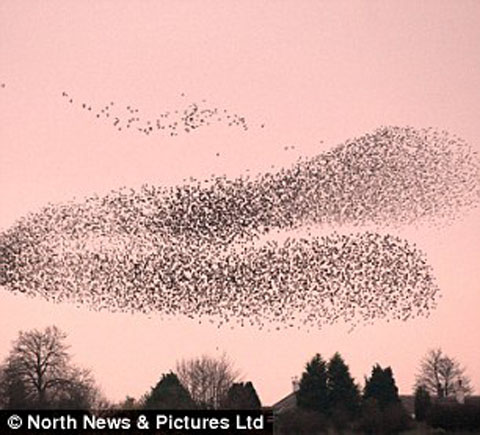 Picture 7 of Strange photos of winter starlings